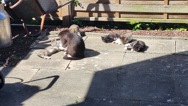 ../images/fotoalbum/katzen/2025-06-30 10.47.11